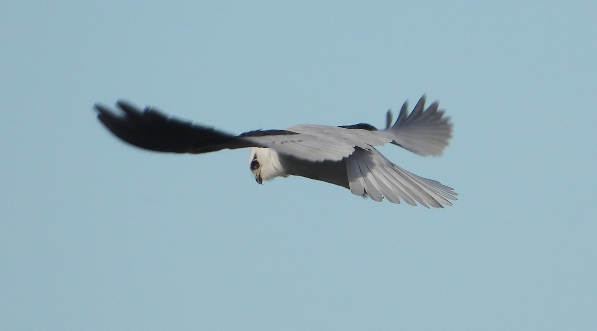 Black-shouldered Kite - ML618590836