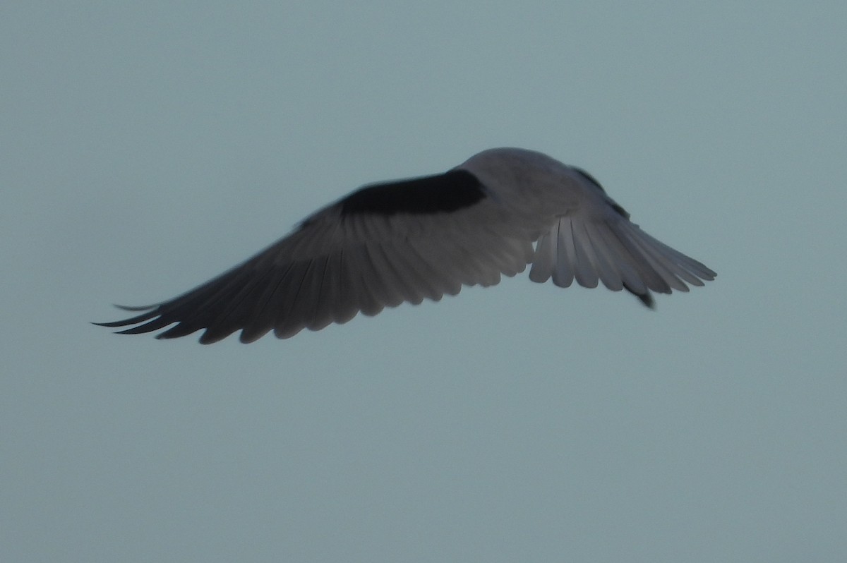 Black-shouldered Kite - ML618590837