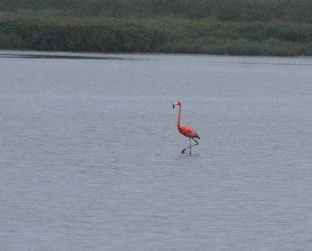 American Flamingo - ML618590850