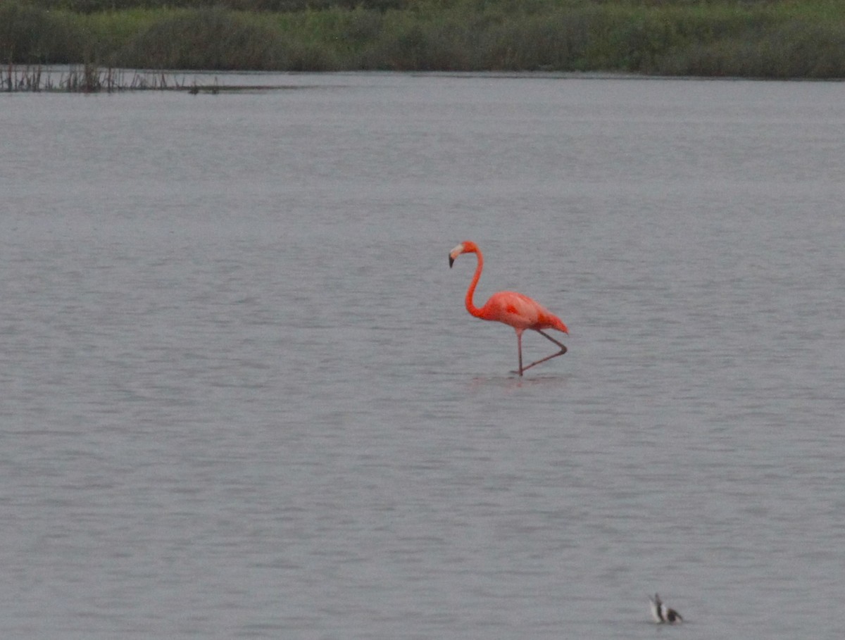 American Flamingo - ML618590851