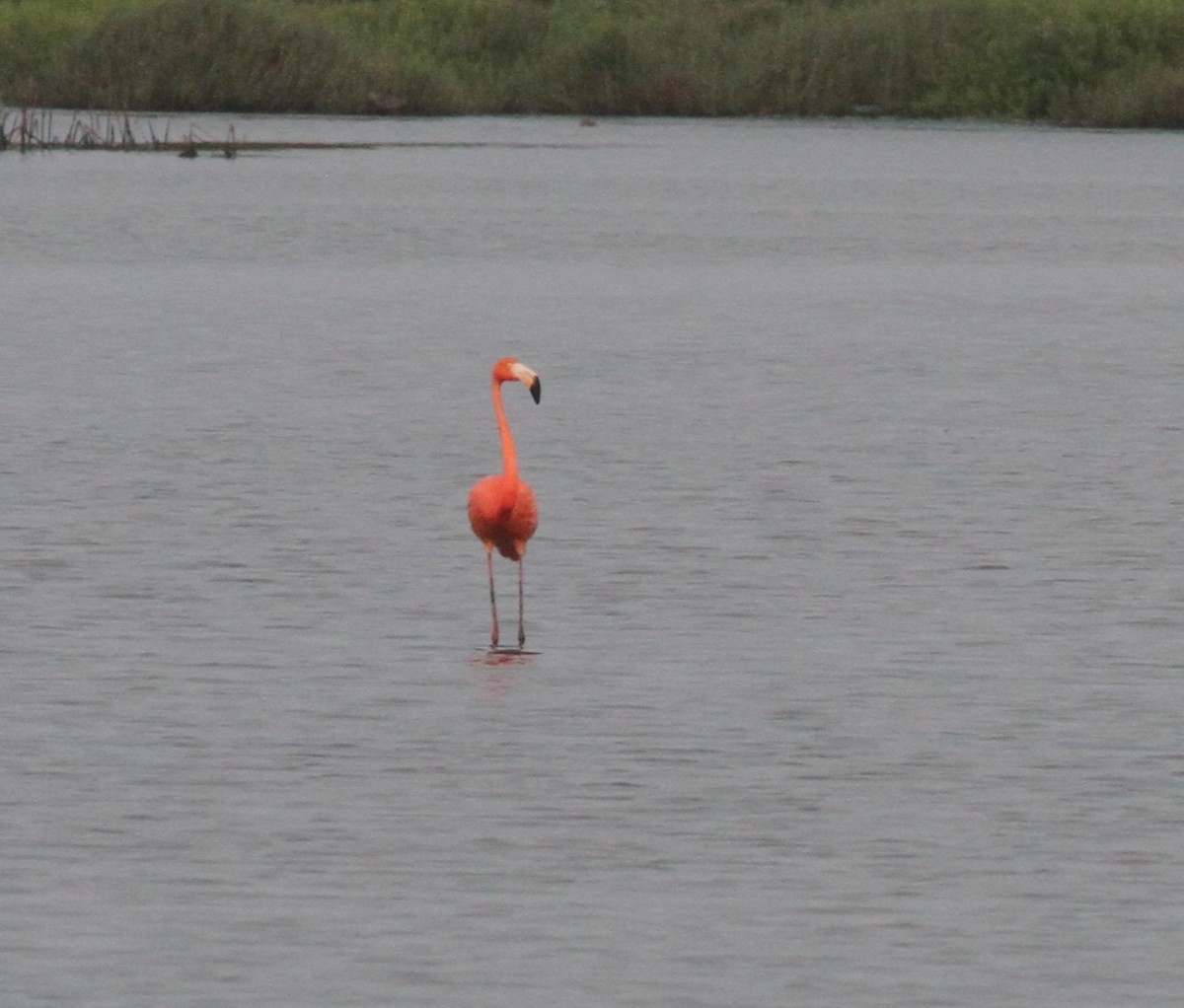 American Flamingo - ML618590852