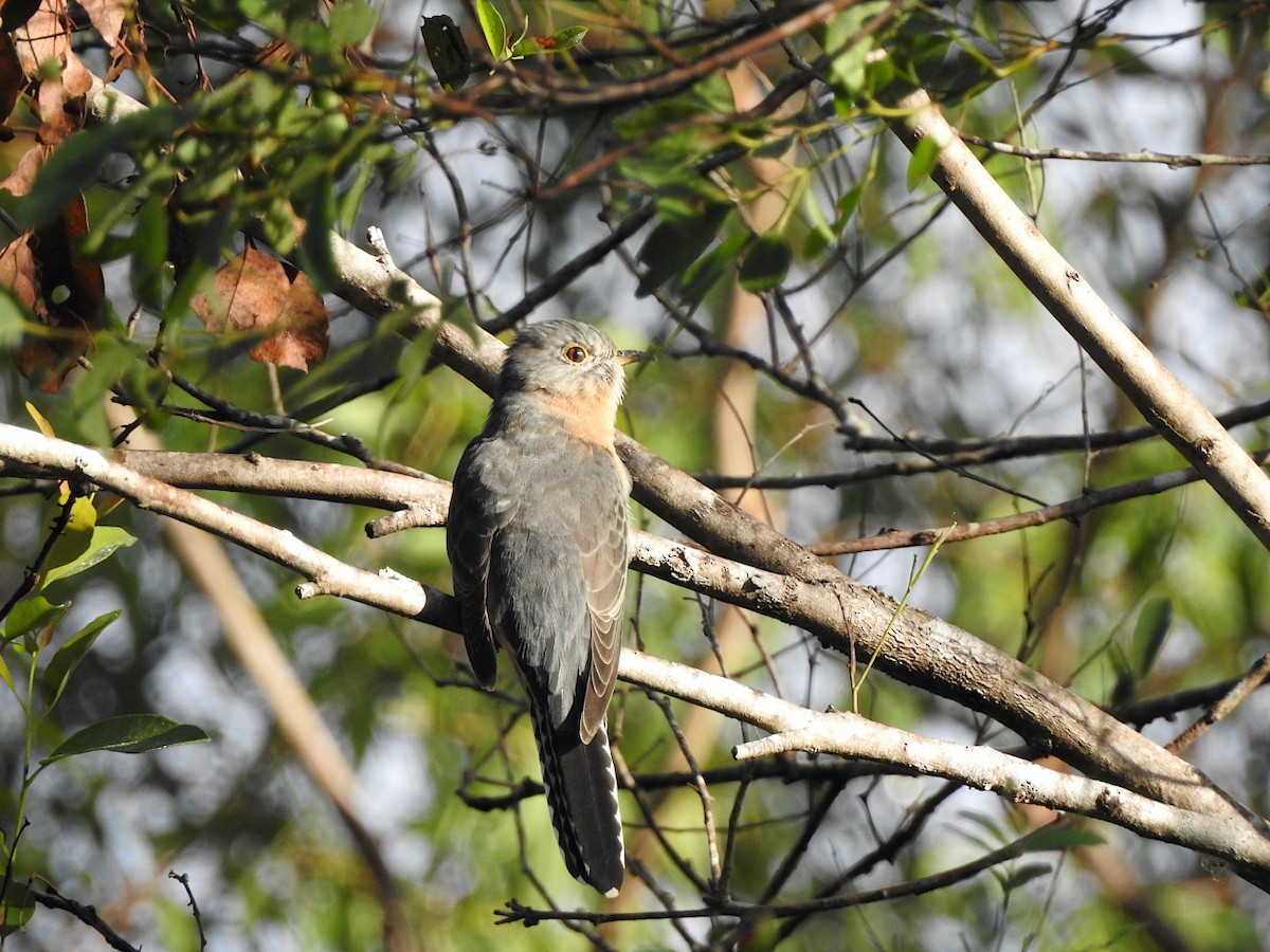 Fan-tailed Cuckoo - ML618590910