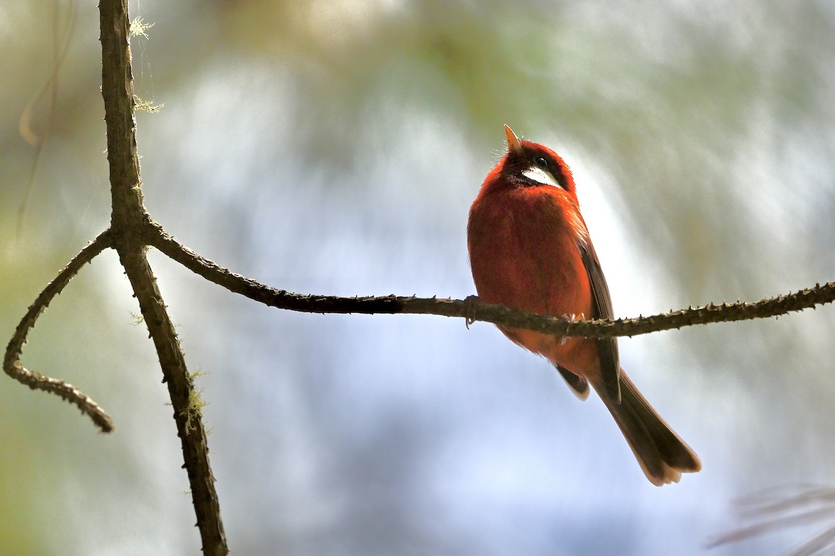 Red Warbler (White-cheeked) - ML618590926