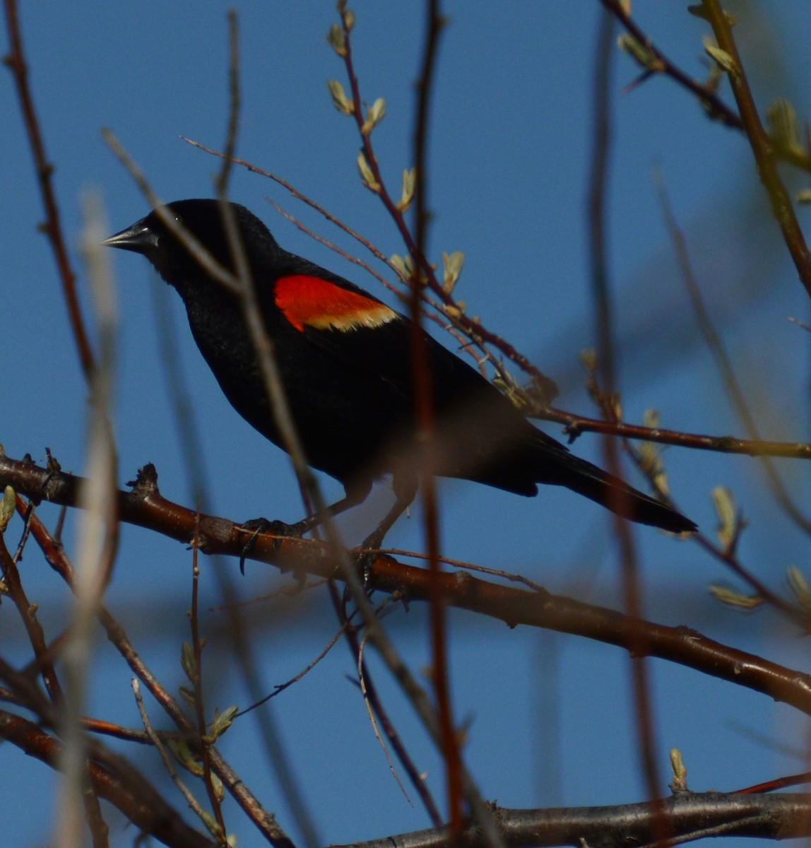 Red-winged Blackbird - ML618590932