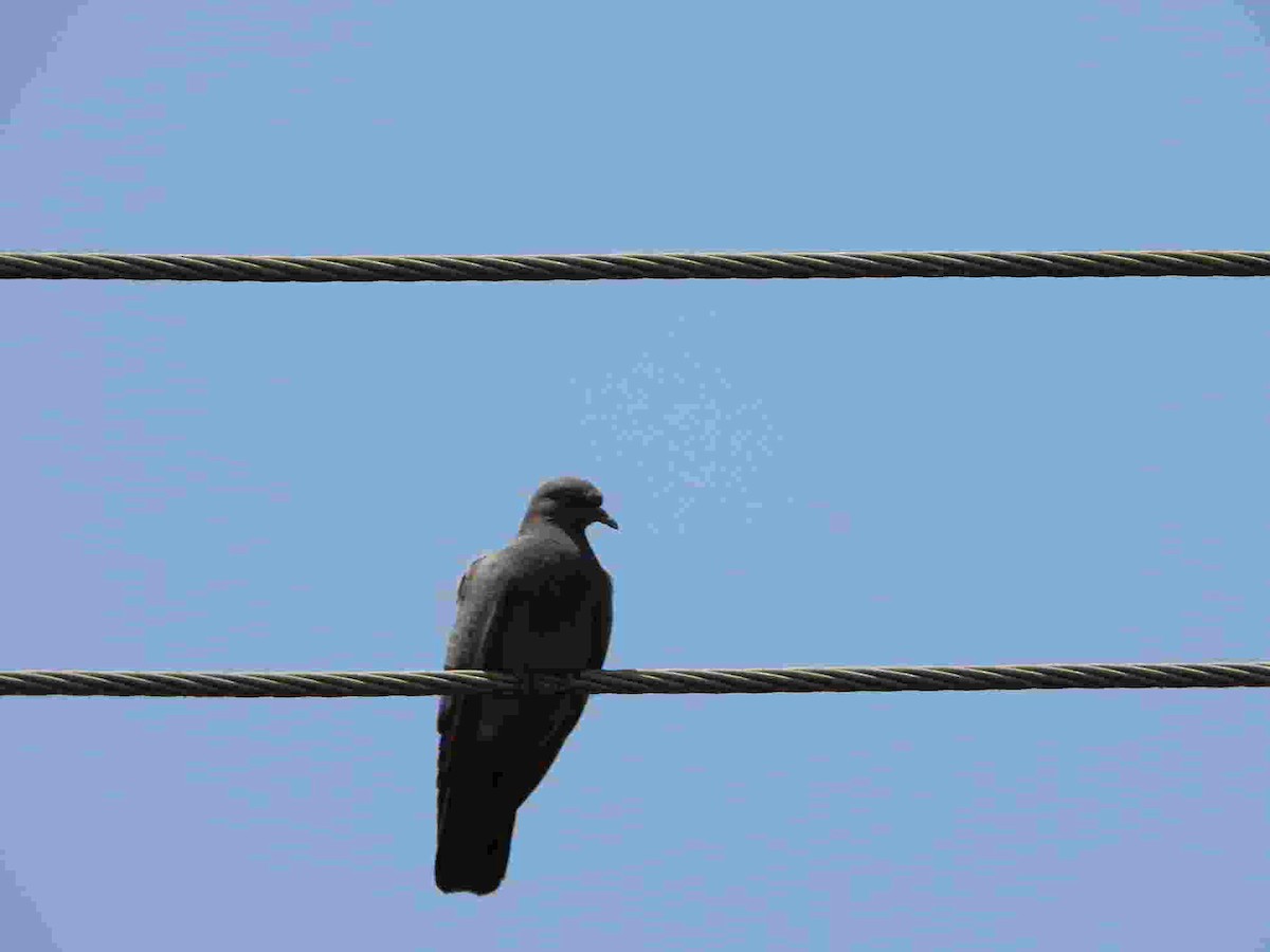 Rock Pigeon (Feral Pigeon) - ML618590970