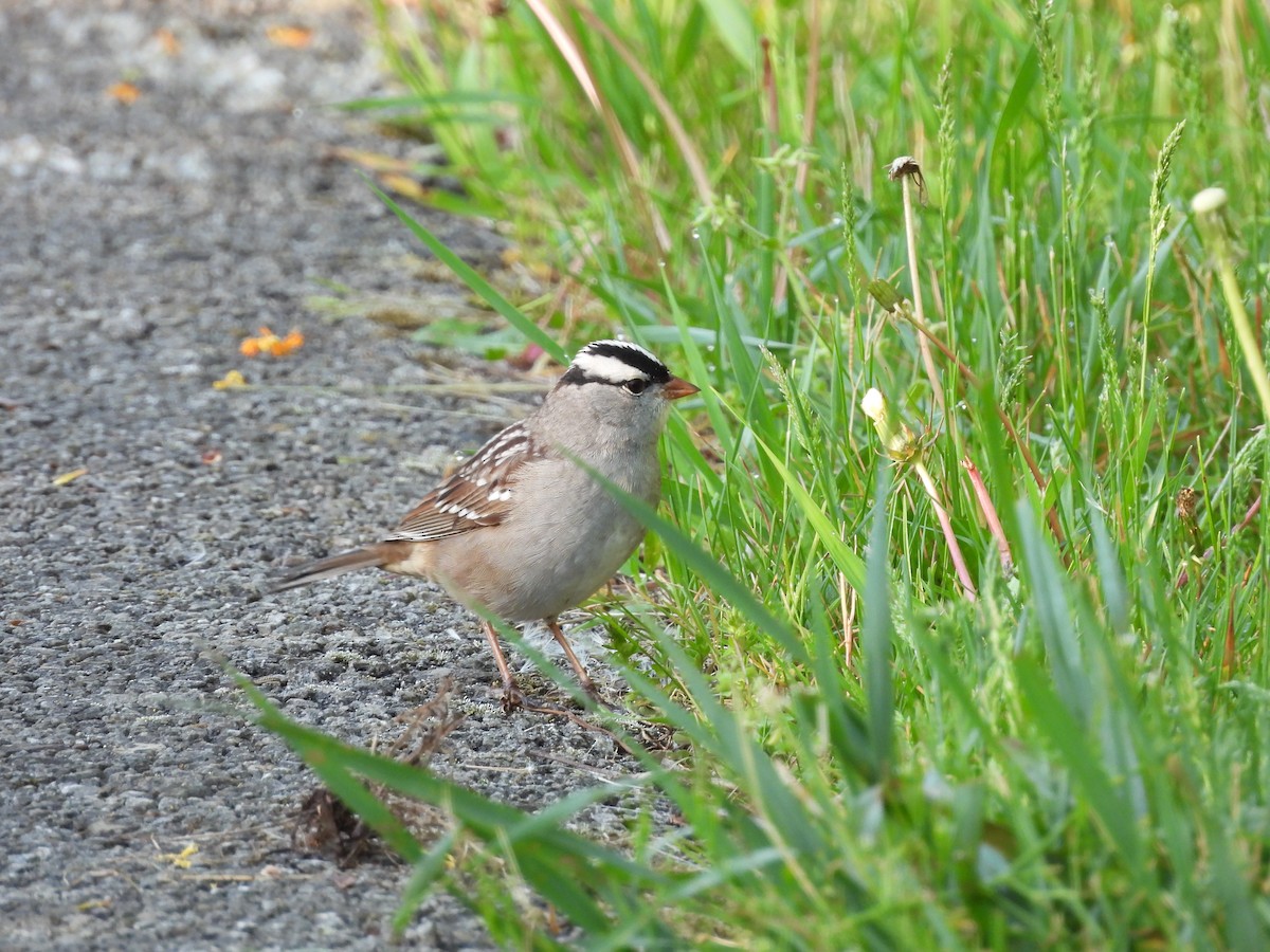 White-crowned Sparrow - ML618590972