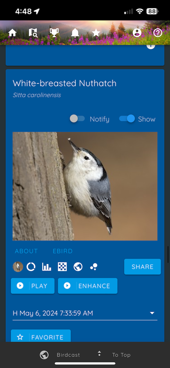 White-breasted Nuthatch - Shannon Skalos