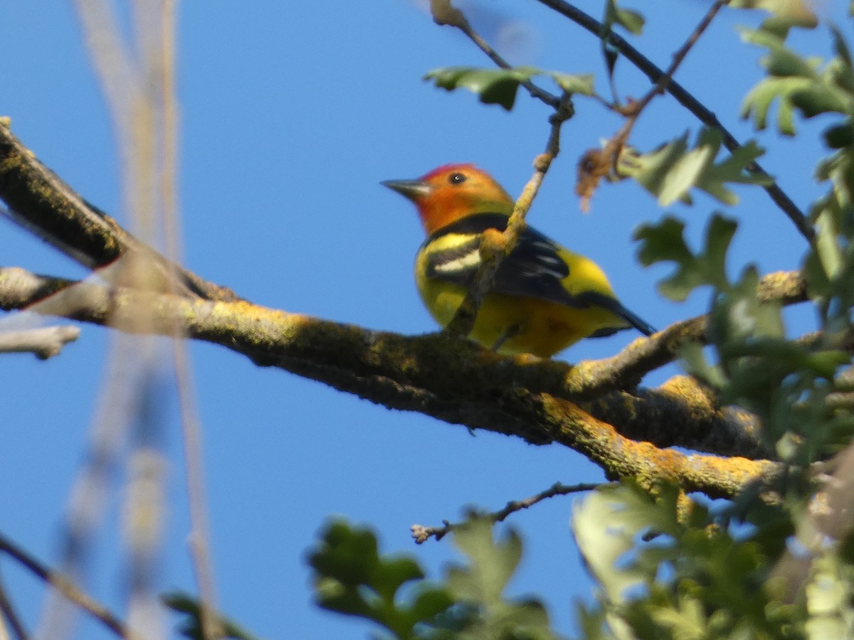 Western Tanager - ML618591000