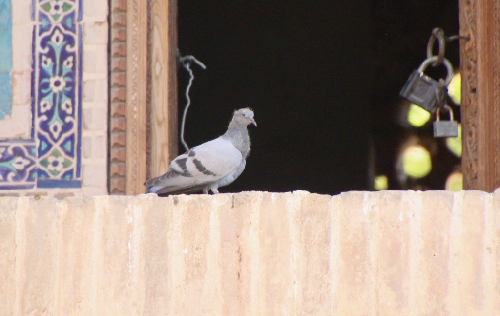 Rock Pigeon (Feral Pigeon) - ML618591009