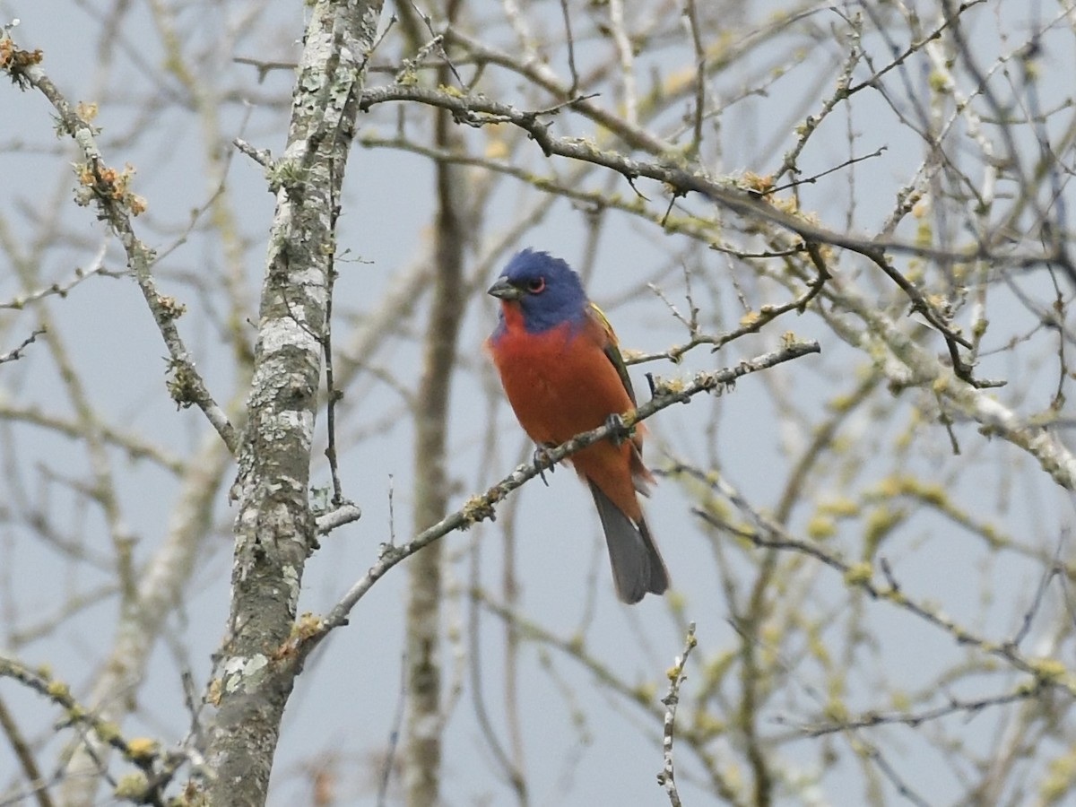 Painted Bunting - ML618591011