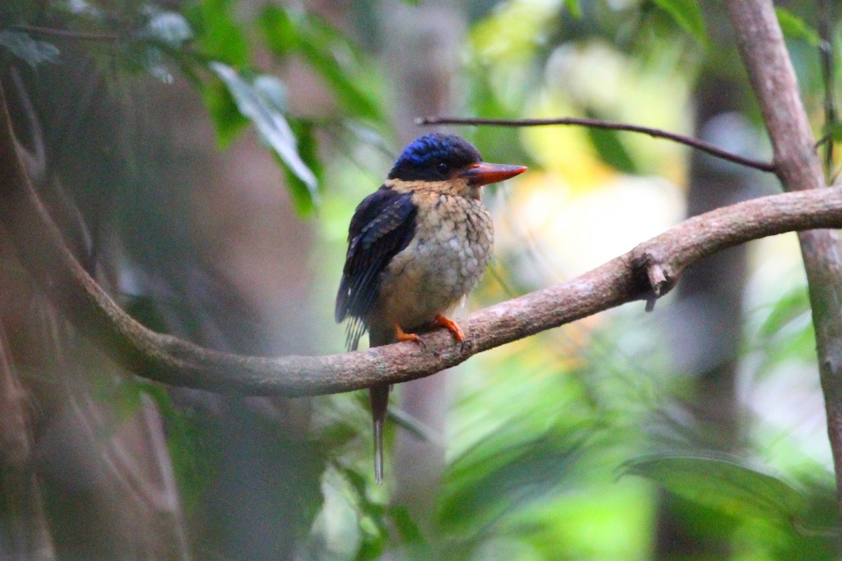 Buff-breasted Paradise-Kingfisher - ML618591015
