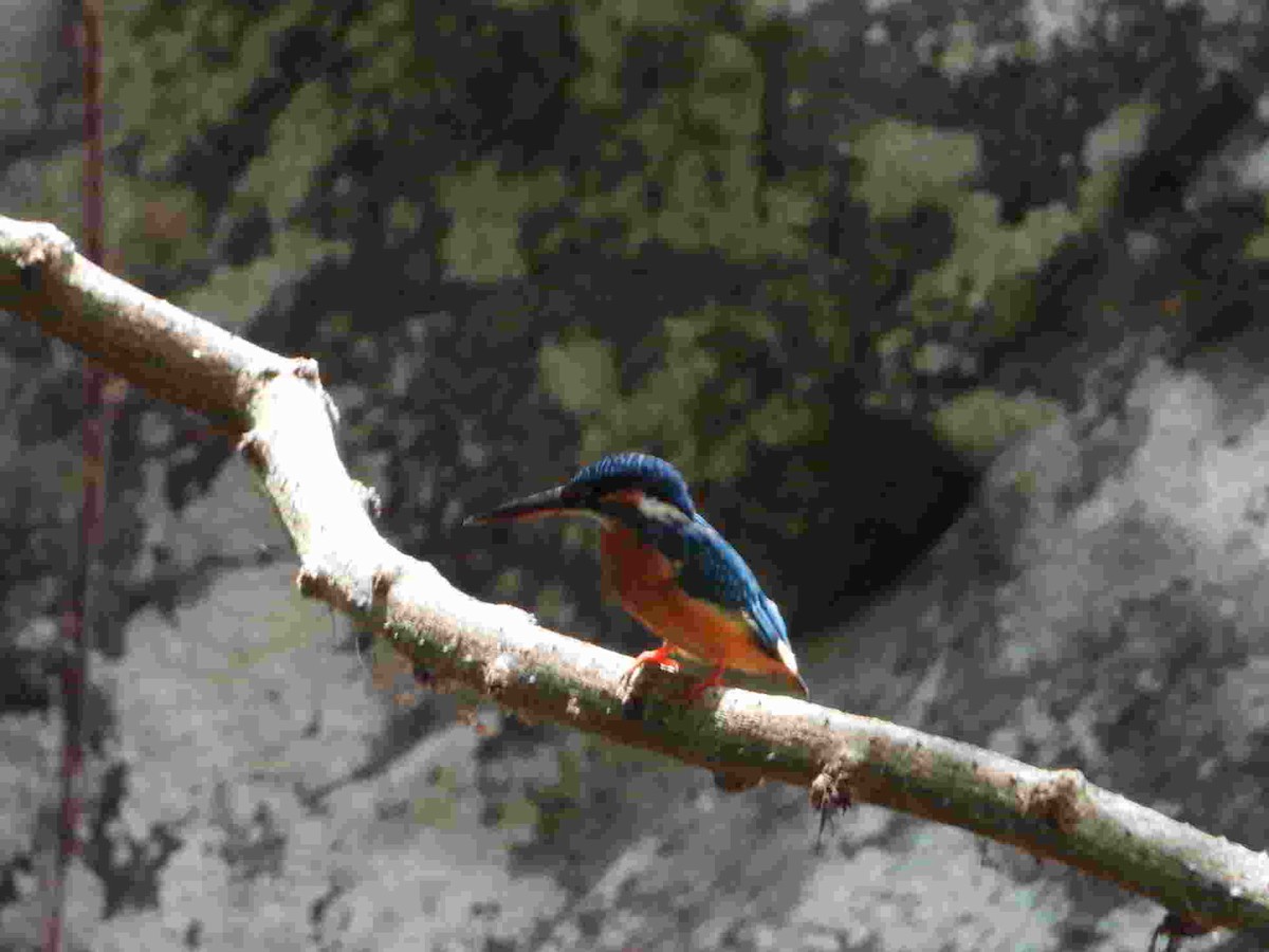 Common Kingfisher - ML618591018