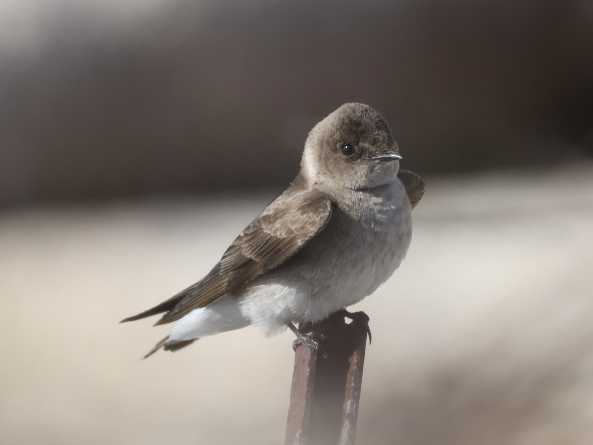 Northern Rough-winged Swallow - Mike McInnis
