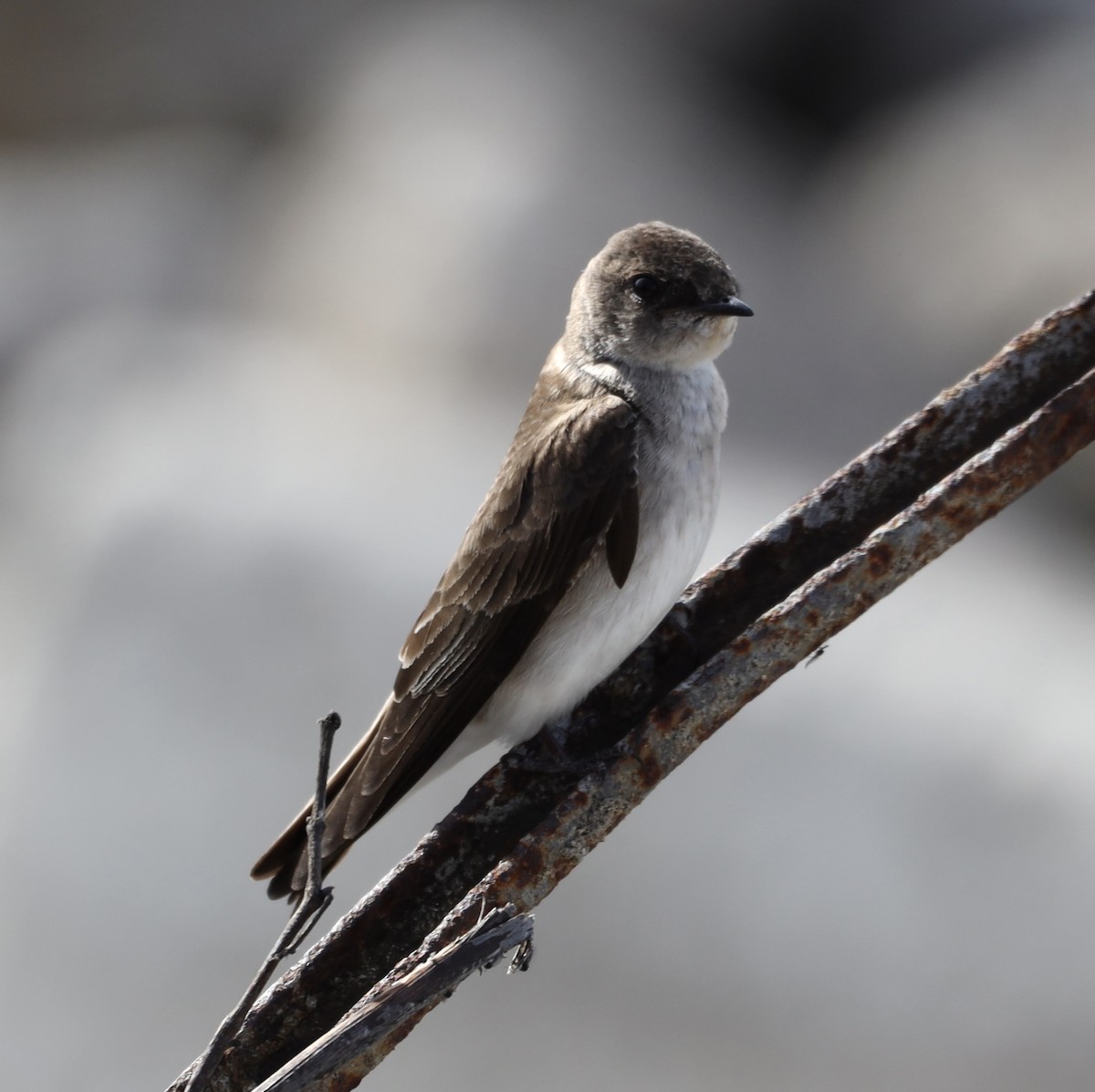Northern Rough-winged Swallow - ML618591038