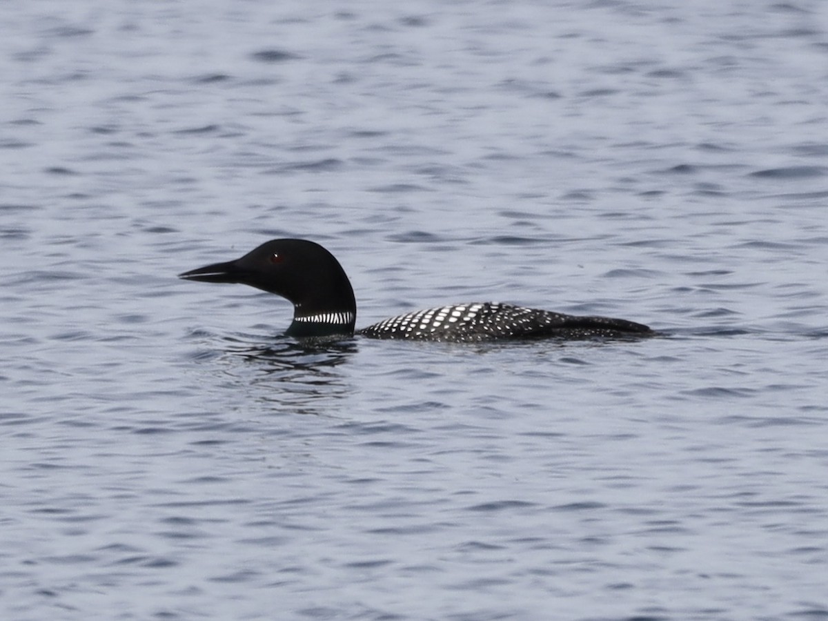 Common Loon - Mike McInnis
