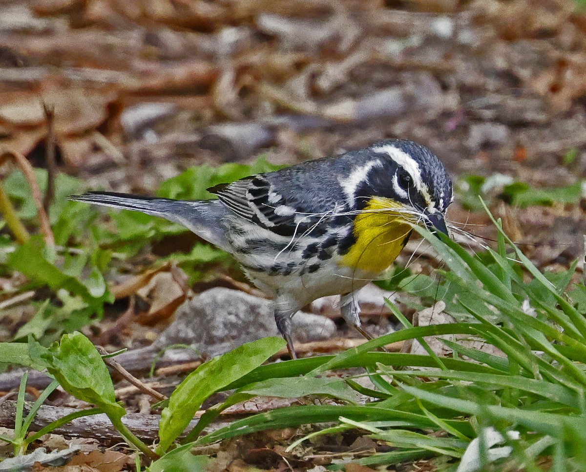 Yellow-throated Warbler - ML618591063