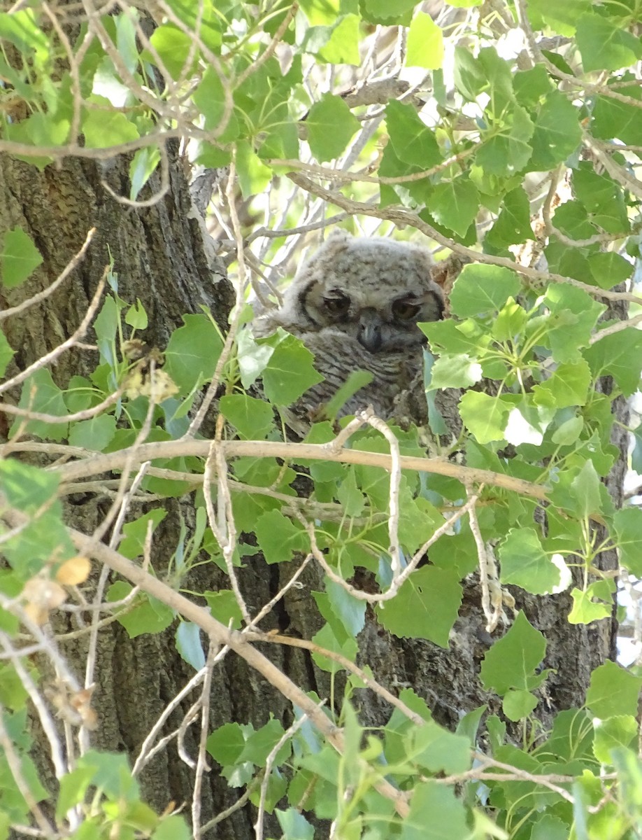 Great Horned Owl - ML618591101