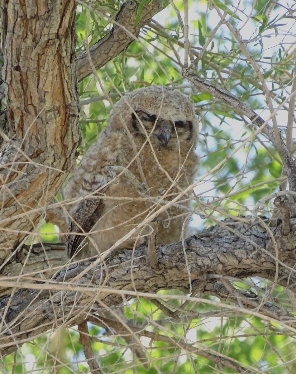 Great Horned Owl - ML618591102