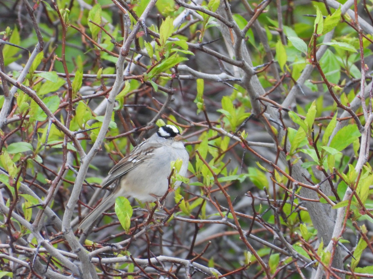 White-crowned Sparrow - ML618591107