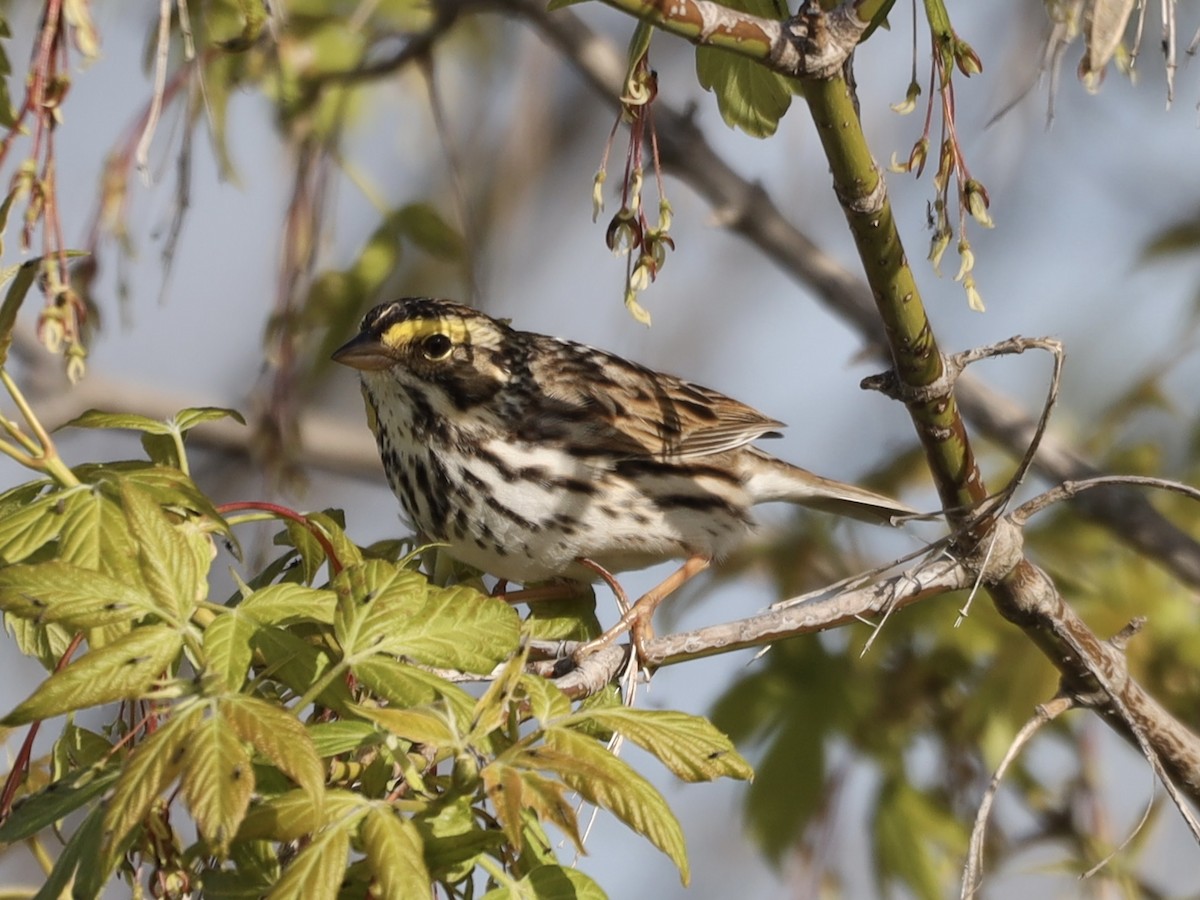 Savannah Sparrow - ML618591112