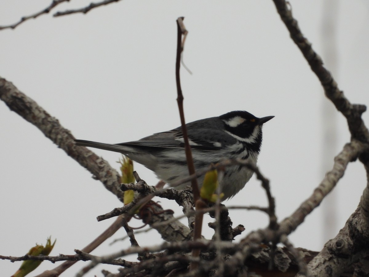 Black-throated Gray Warbler - ML618591132
