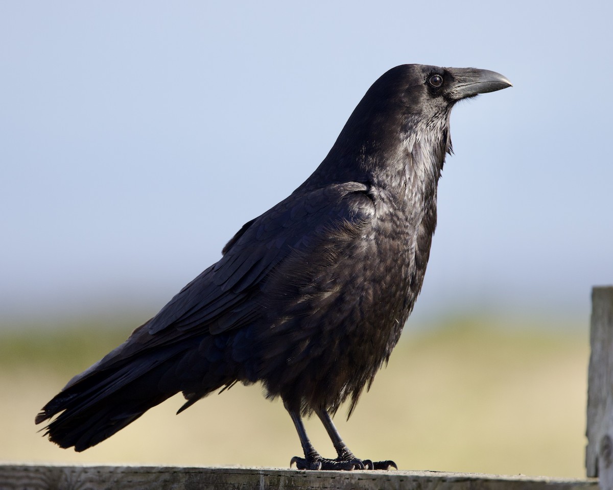 Common Raven - Dave Bengston