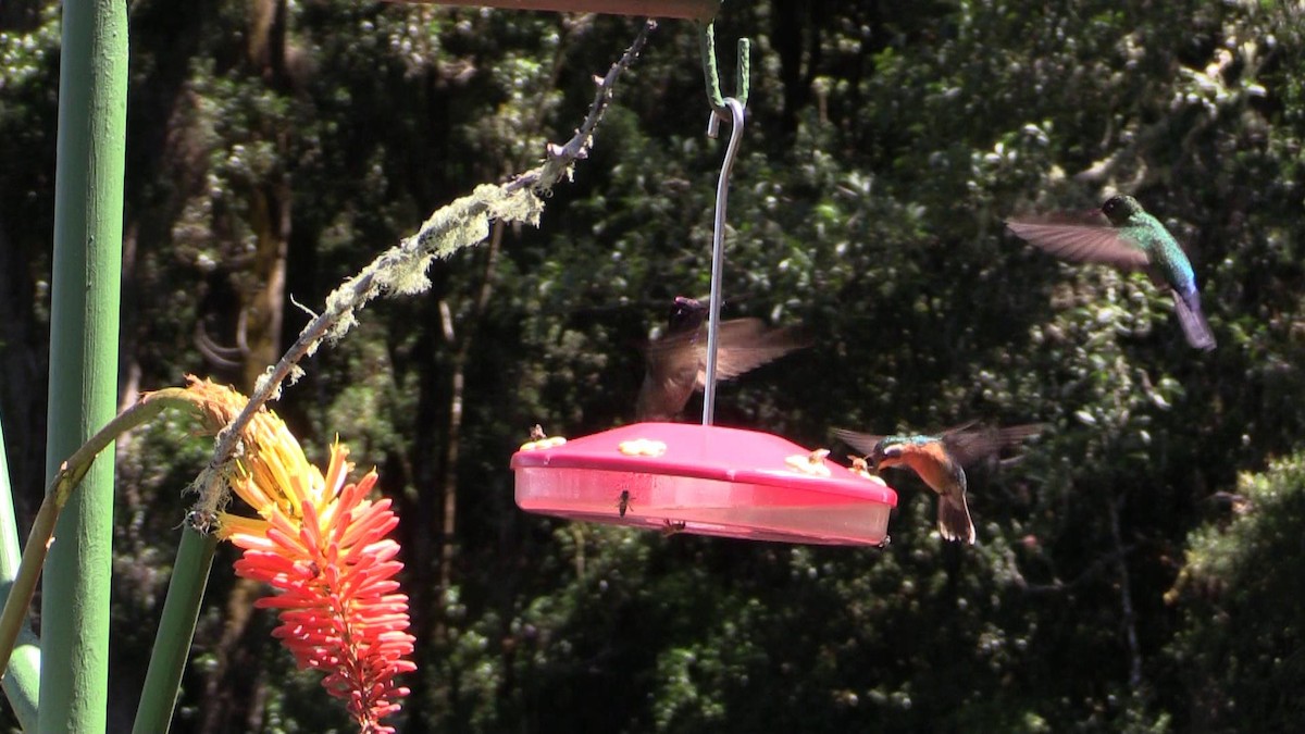 kolibřík pokřovní - ML618591154