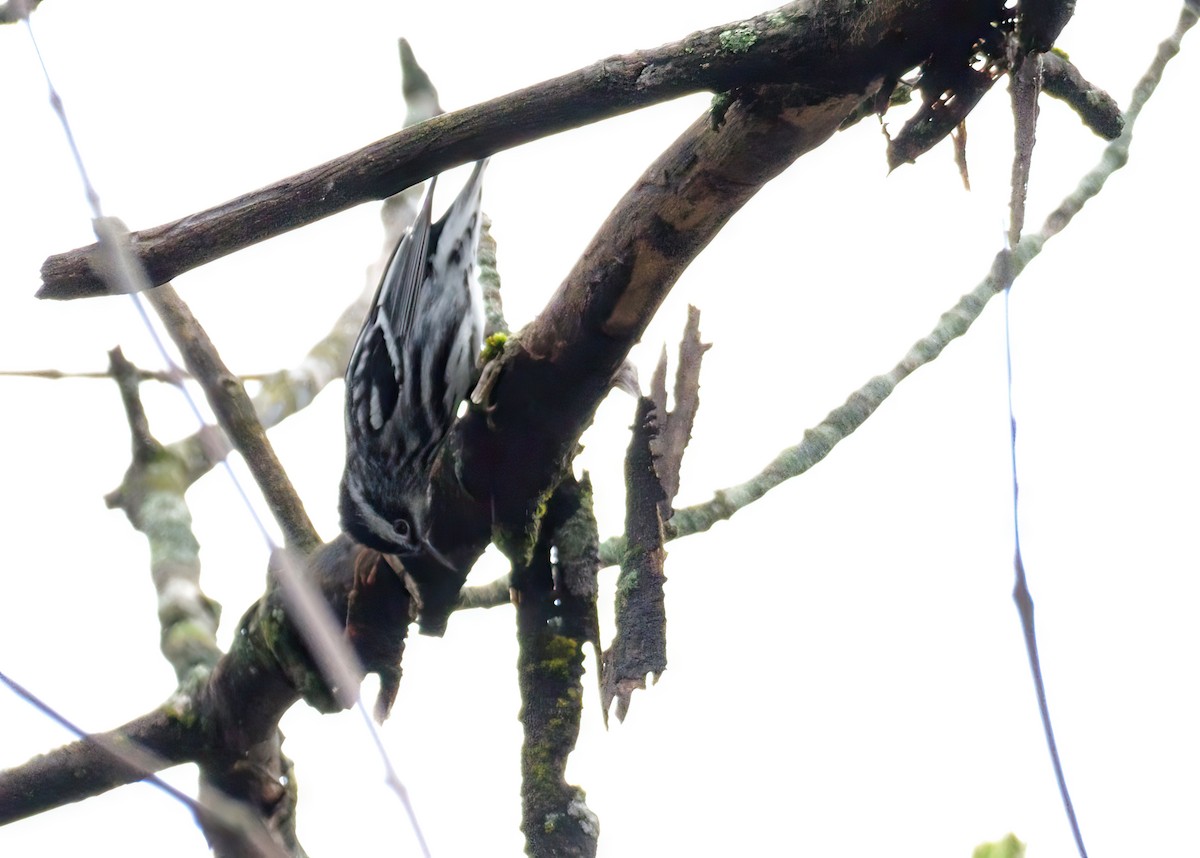 Black-and-white Warbler - ML618591184