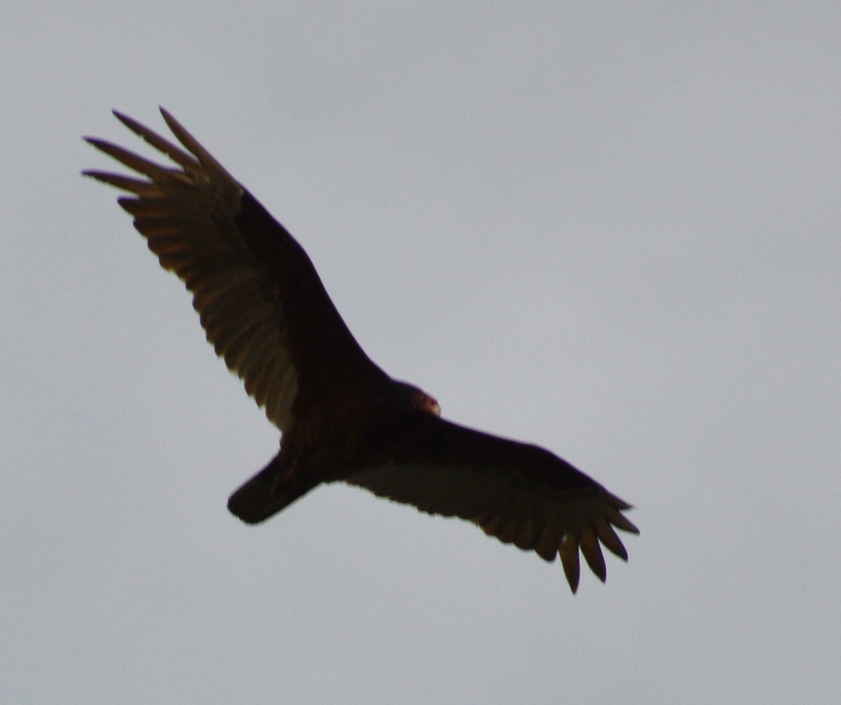 Turkey Vulture - ML618591214