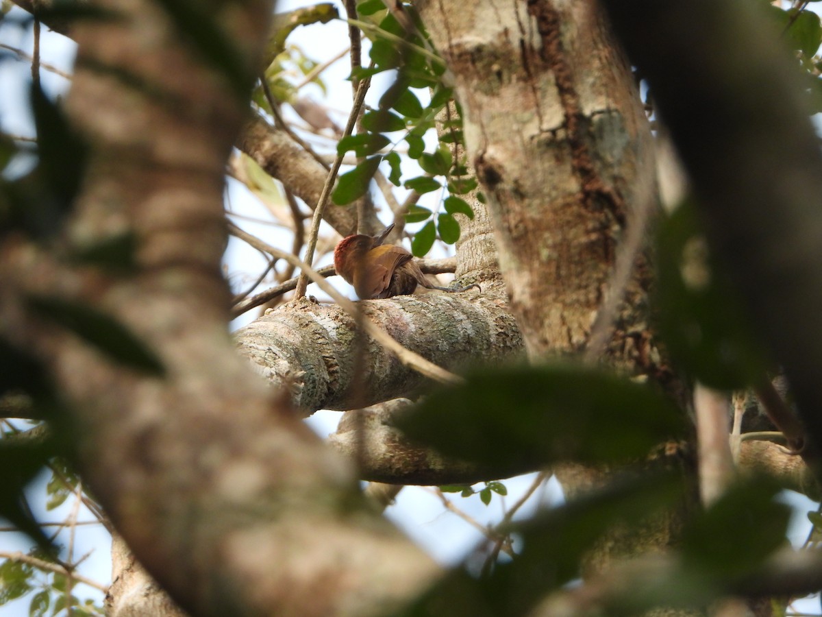 Smoky-brown Woodpecker - ML618591287