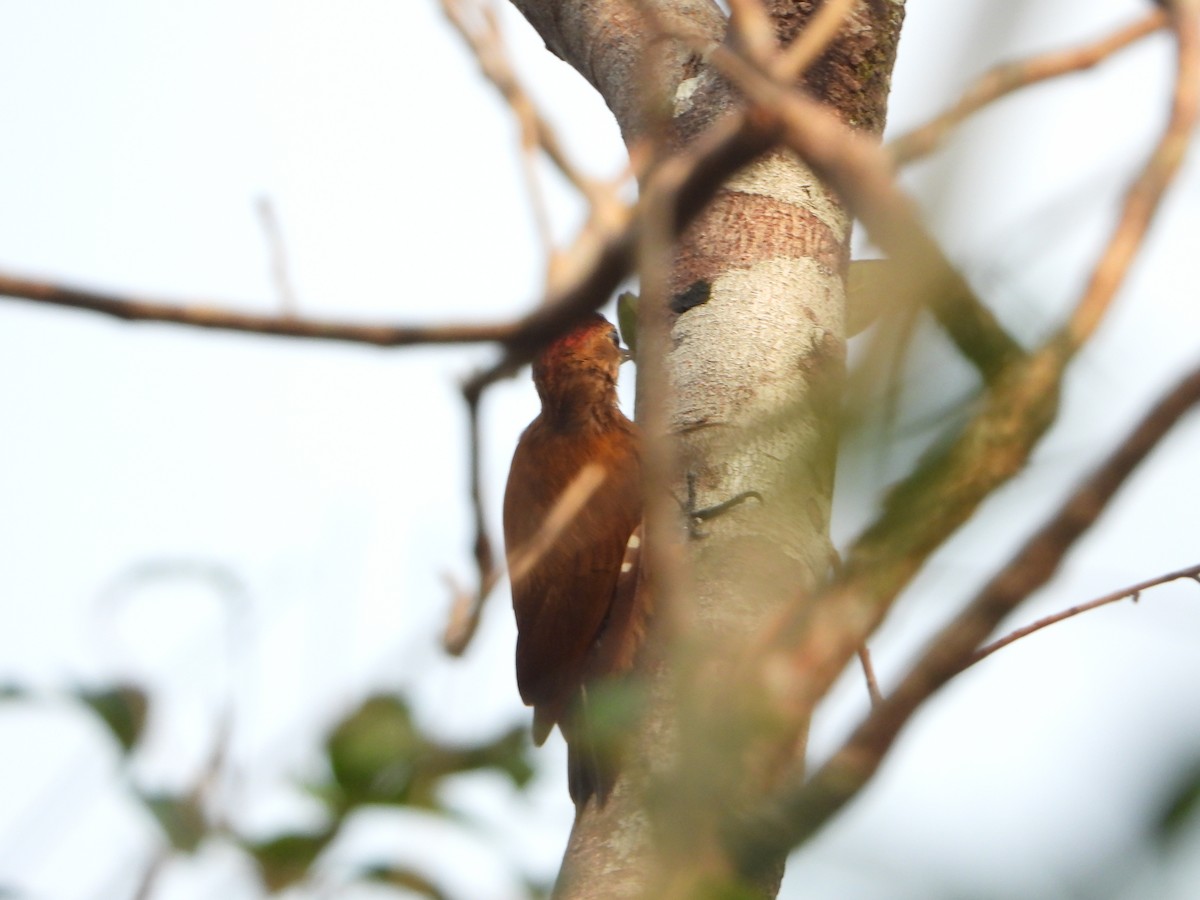 Smoky-brown Woodpecker - ML618591290