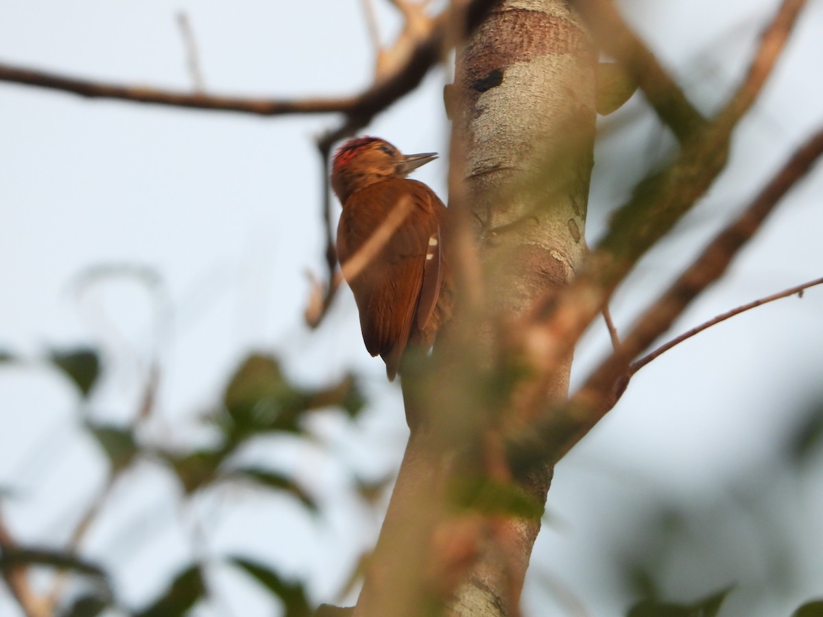 Smoky-brown Woodpecker - Angel Castillo Birdwatching Guide