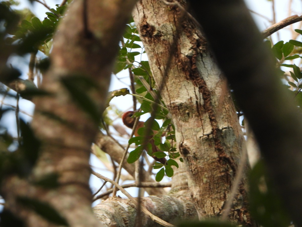 Smoky-brown Woodpecker - ML618591295