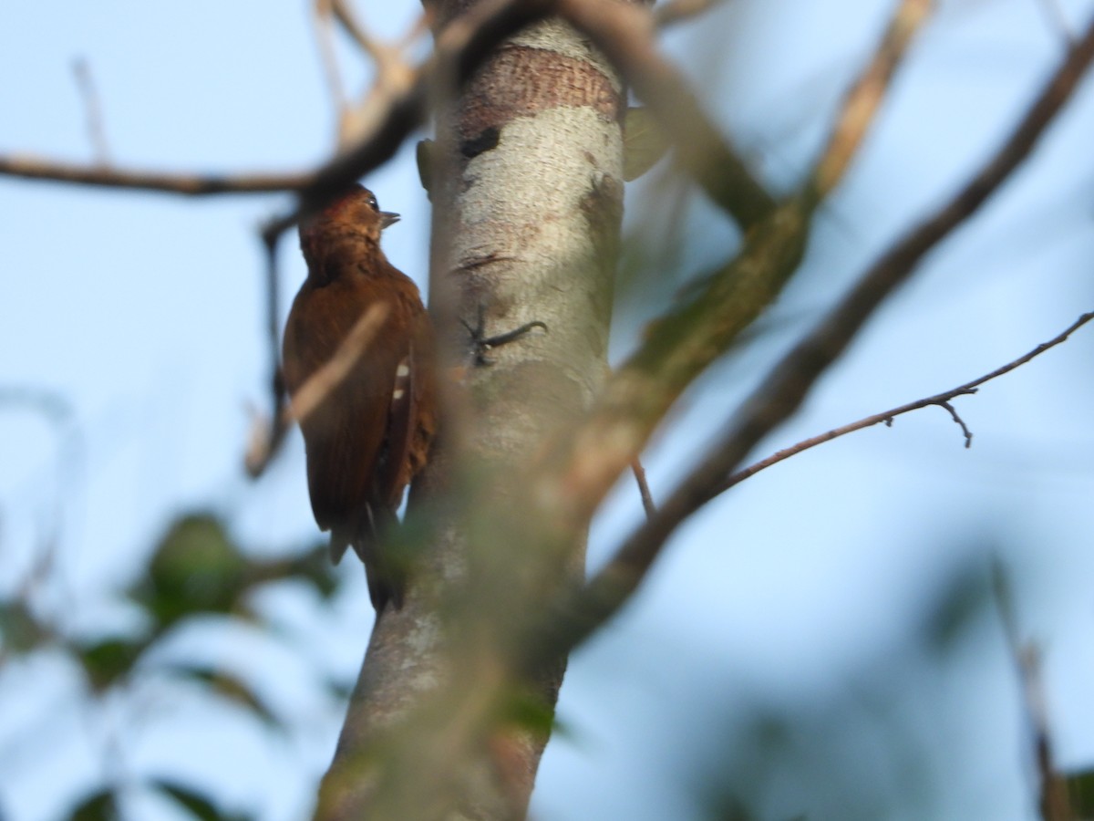 Smoky-brown Woodpecker - ML618591302