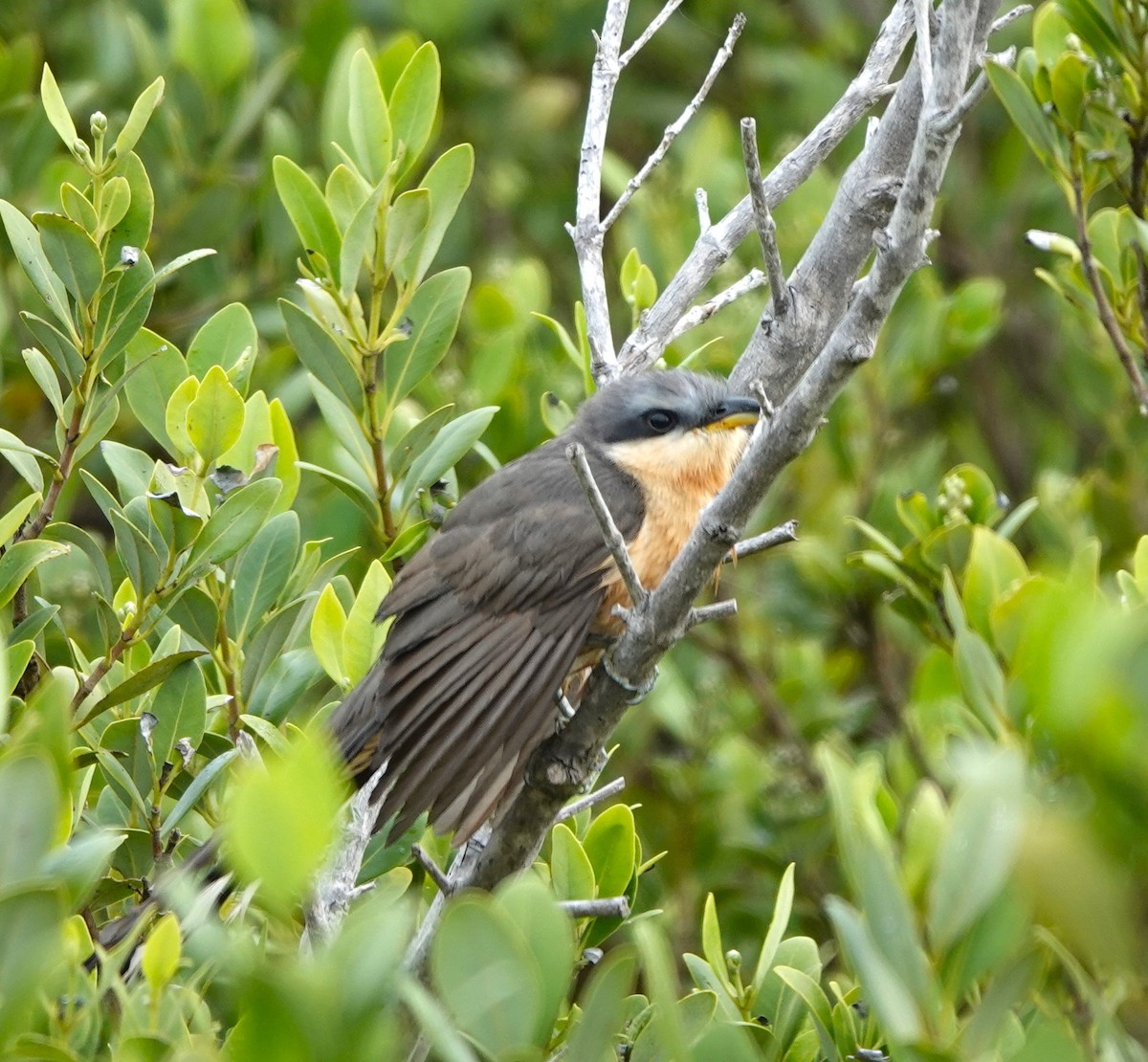 Mangrove Cuckoo - ML618591303
