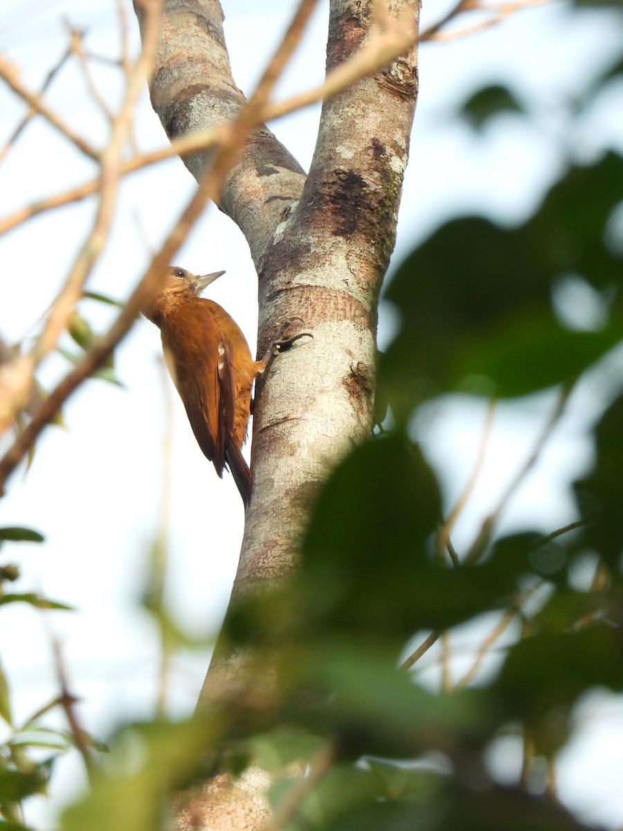 Smoky-brown Woodpecker - ML618591304