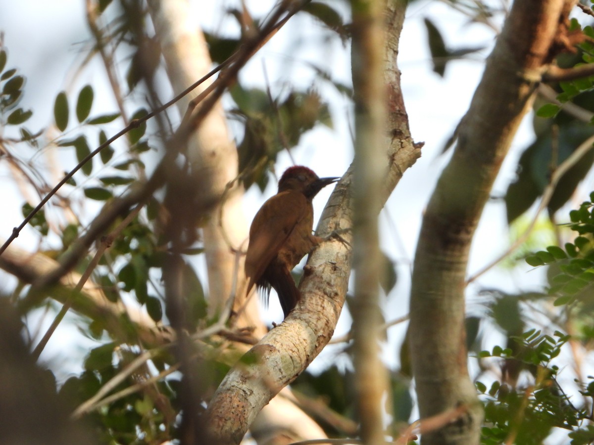 Smoky-brown Woodpecker - ML618591305