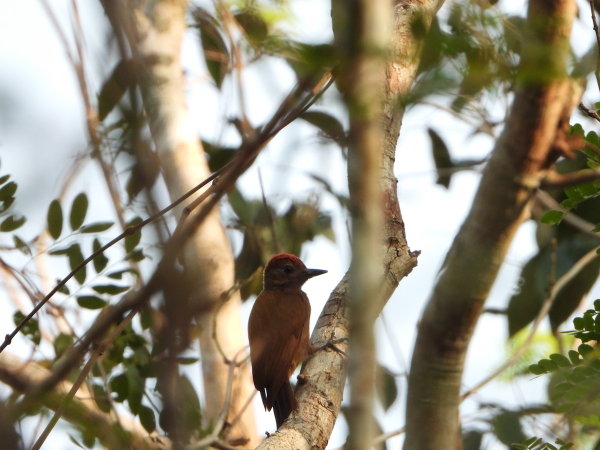 Smoky-brown Woodpecker - ML618591306
