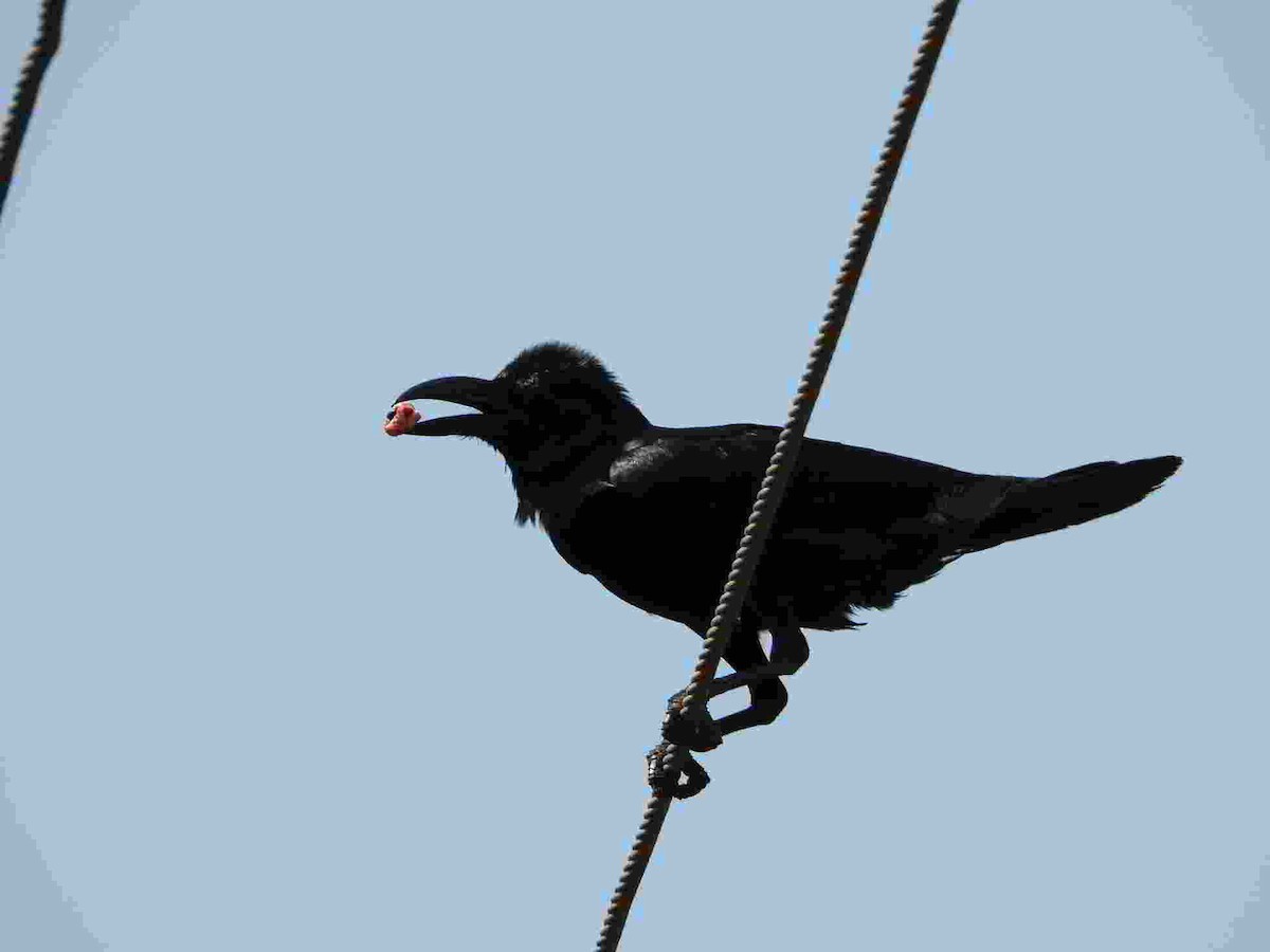 Large-billed Crow (Indian Jungle) - ML618591345