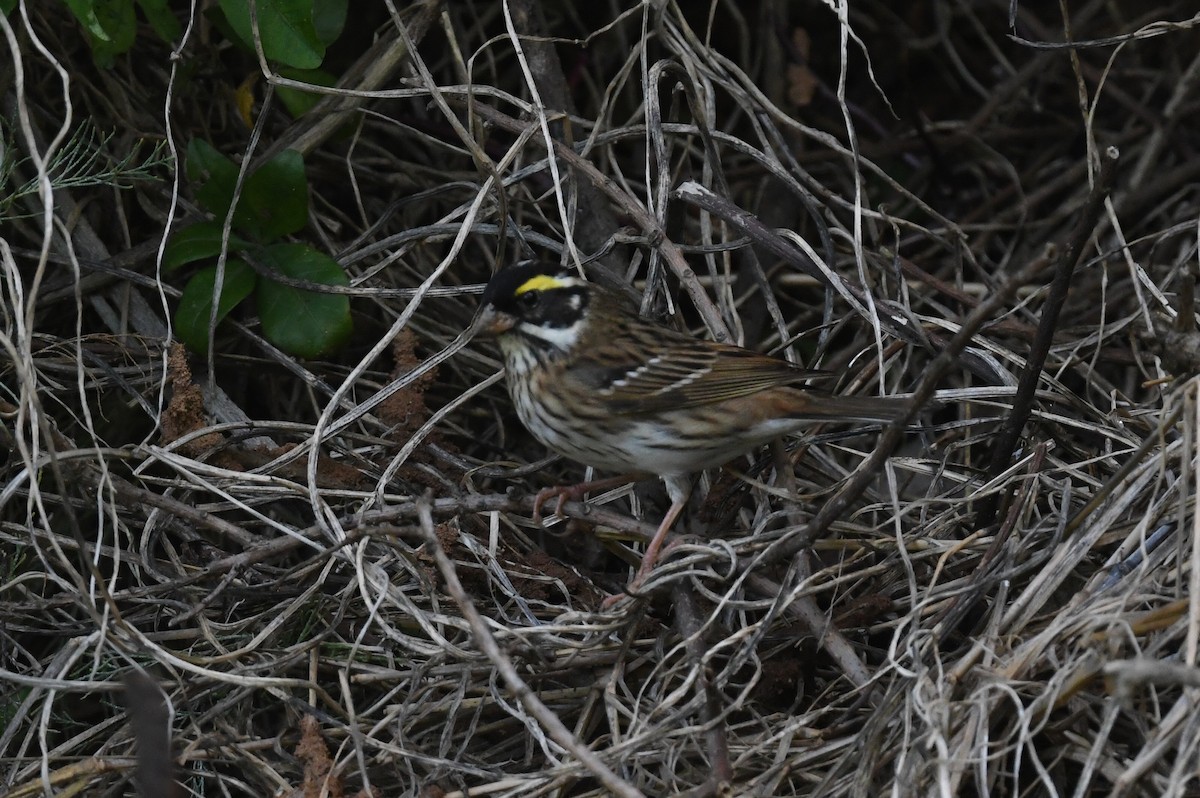 Yellow-browed Bunting - ML618591378