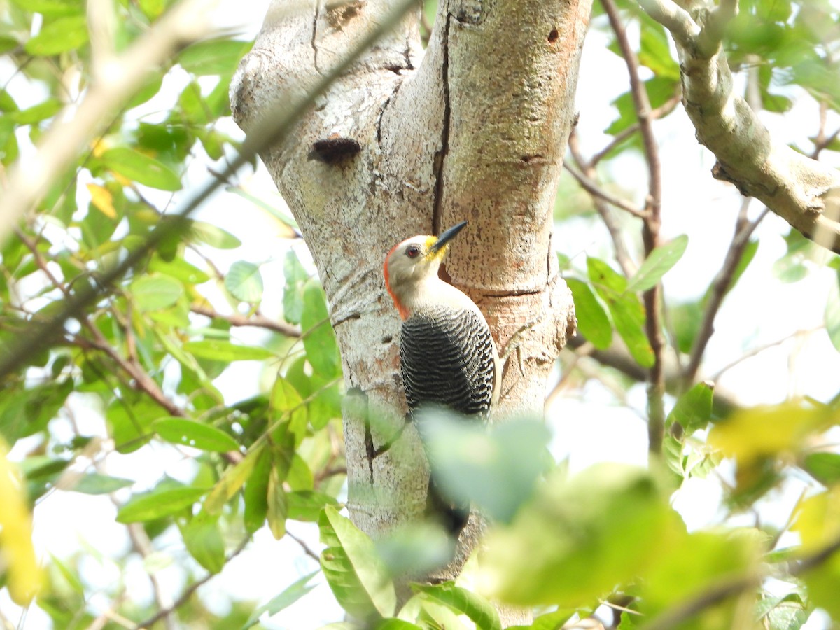 Yucatan Woodpecker - ML618591379