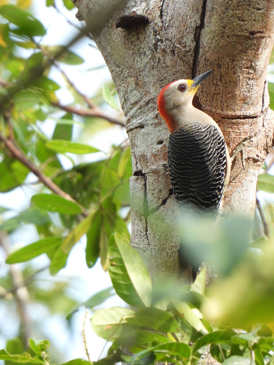 Yucatan Woodpecker - ML618591384