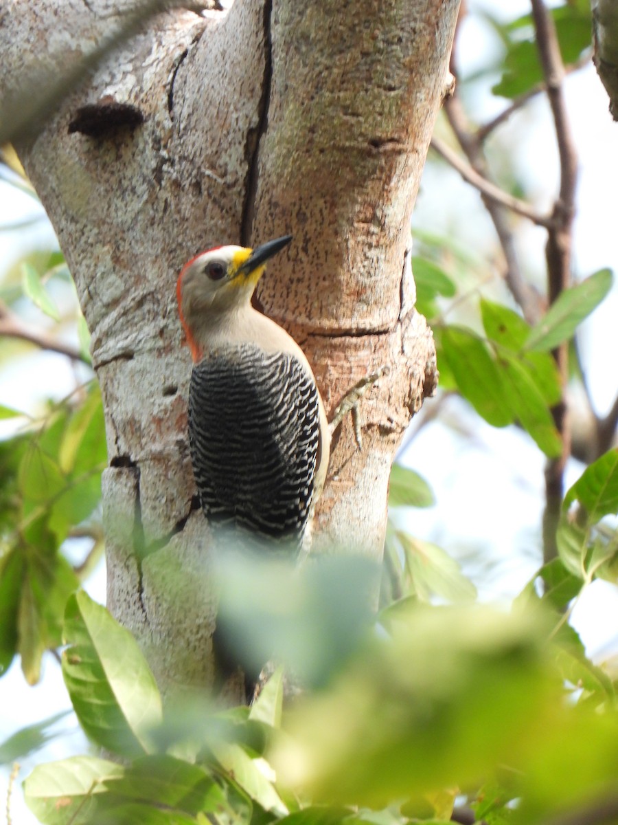 Yucatan Woodpecker - ML618591385