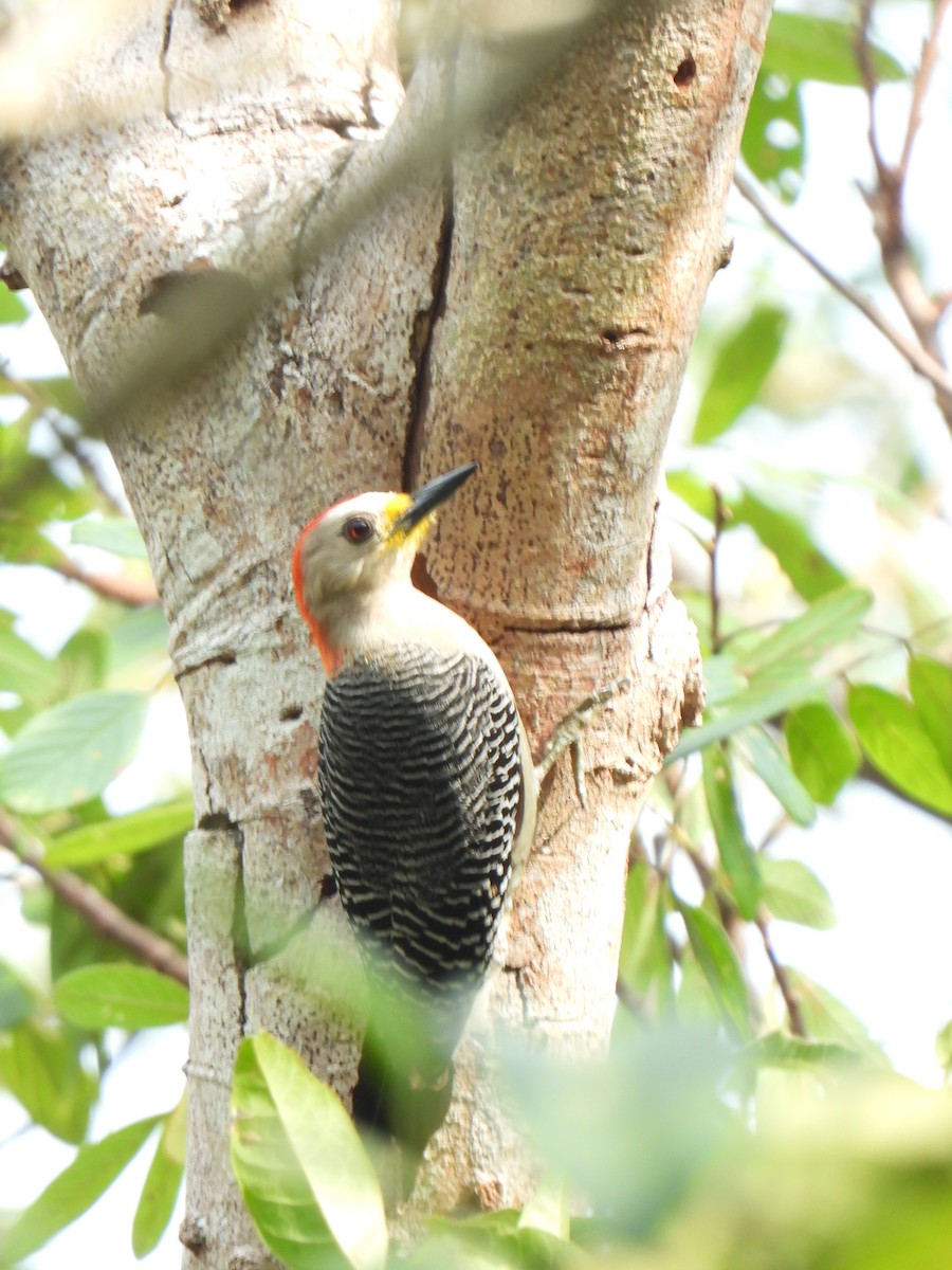 Yucatan Woodpecker - ML618591390