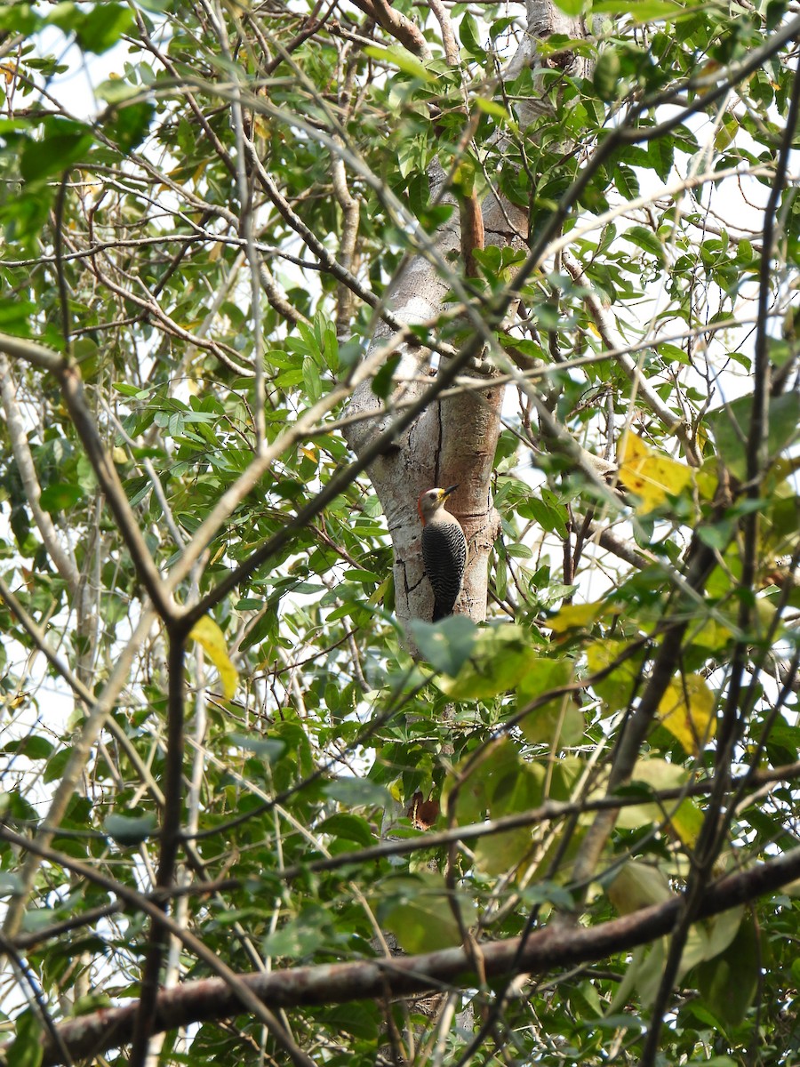Yucatan Woodpecker - ML618591401