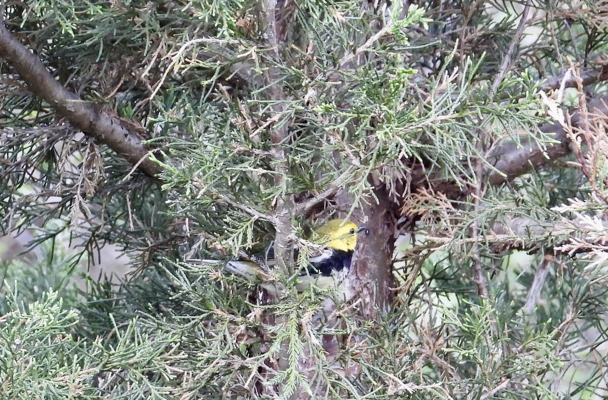 Black-throated Green Warbler - ML618591411