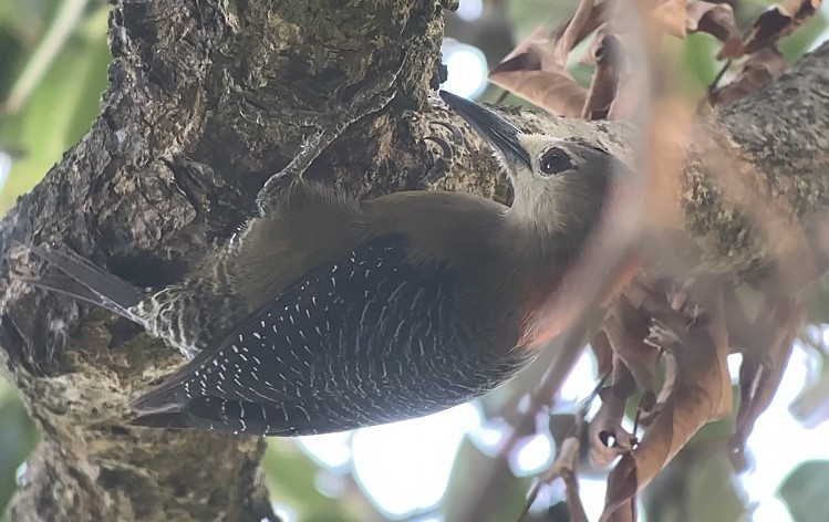 Jamaican Woodpecker - ML618591421