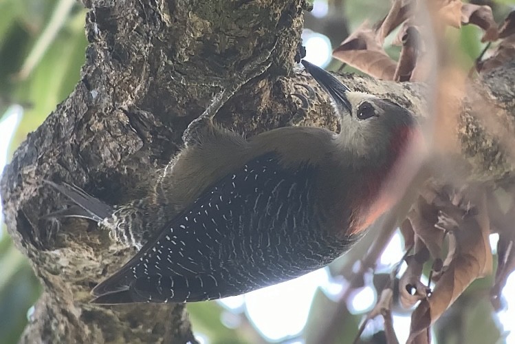 Jamaican Woodpecker - ML618591448