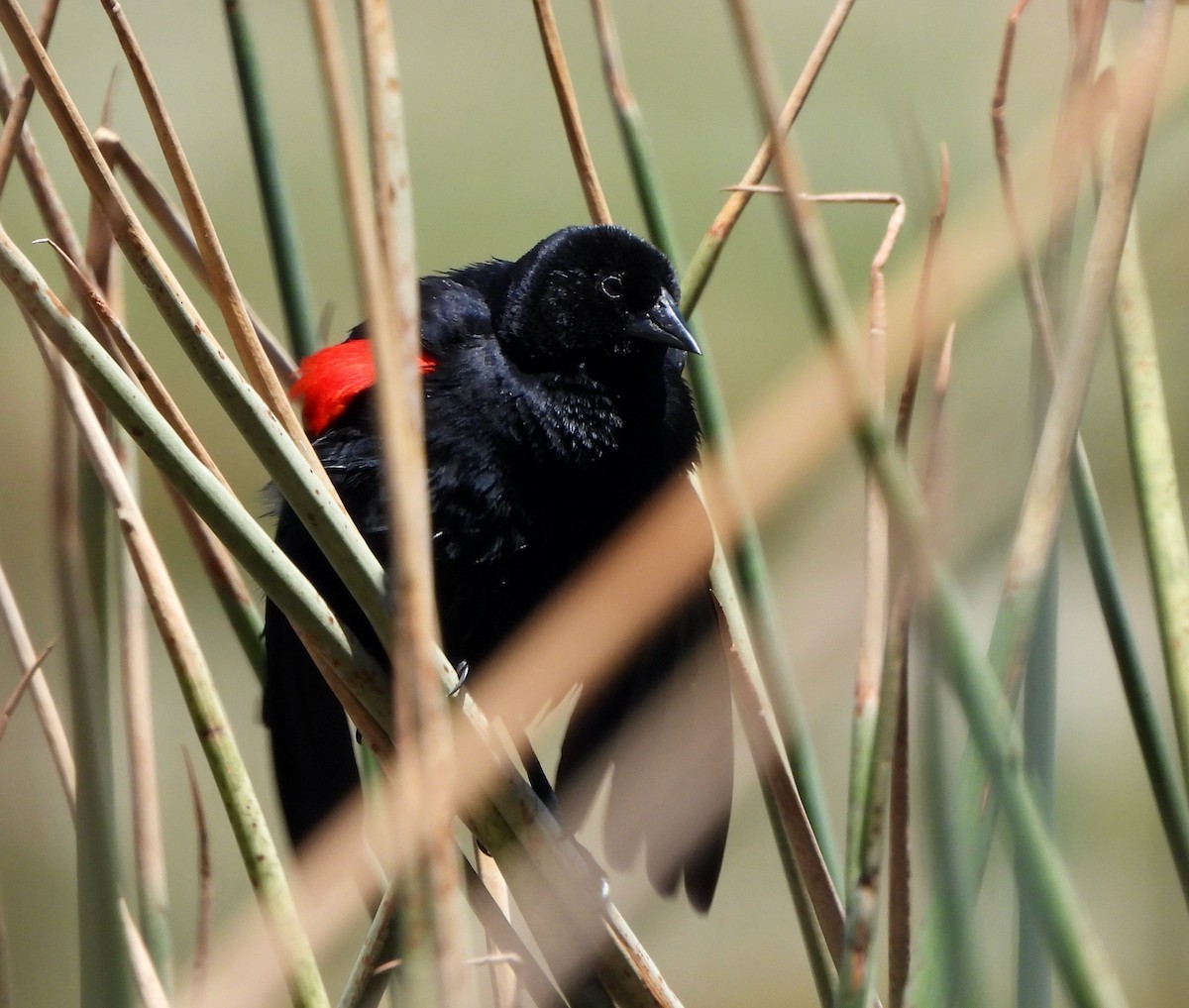 Red-winged Blackbird - Michelle Haglund