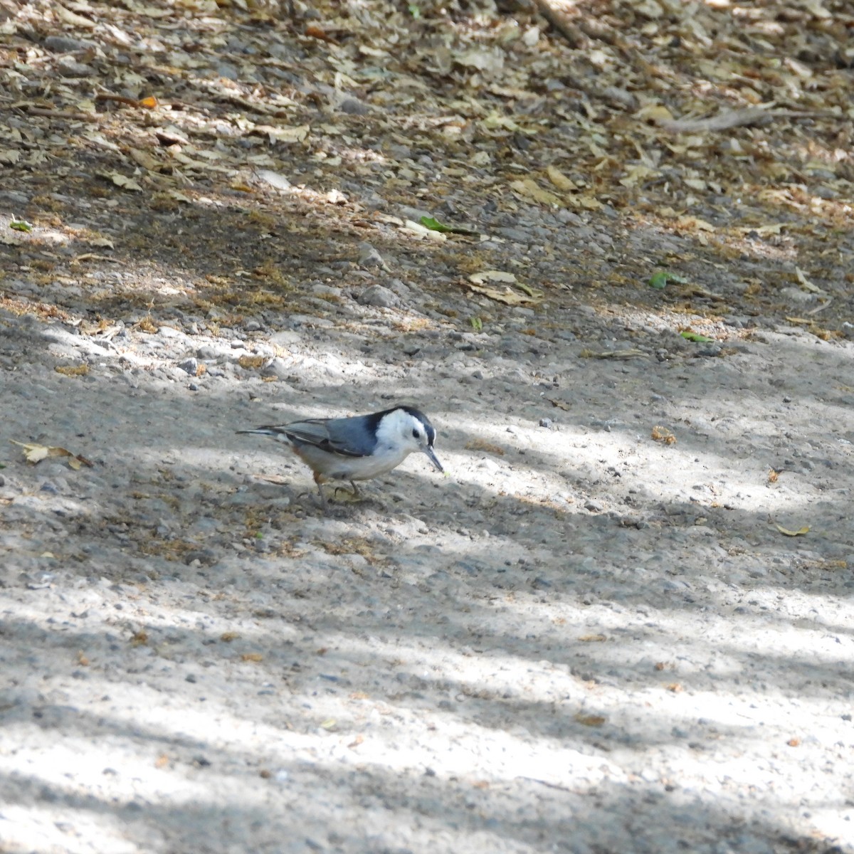 White-breasted Nuthatch - ML618591482